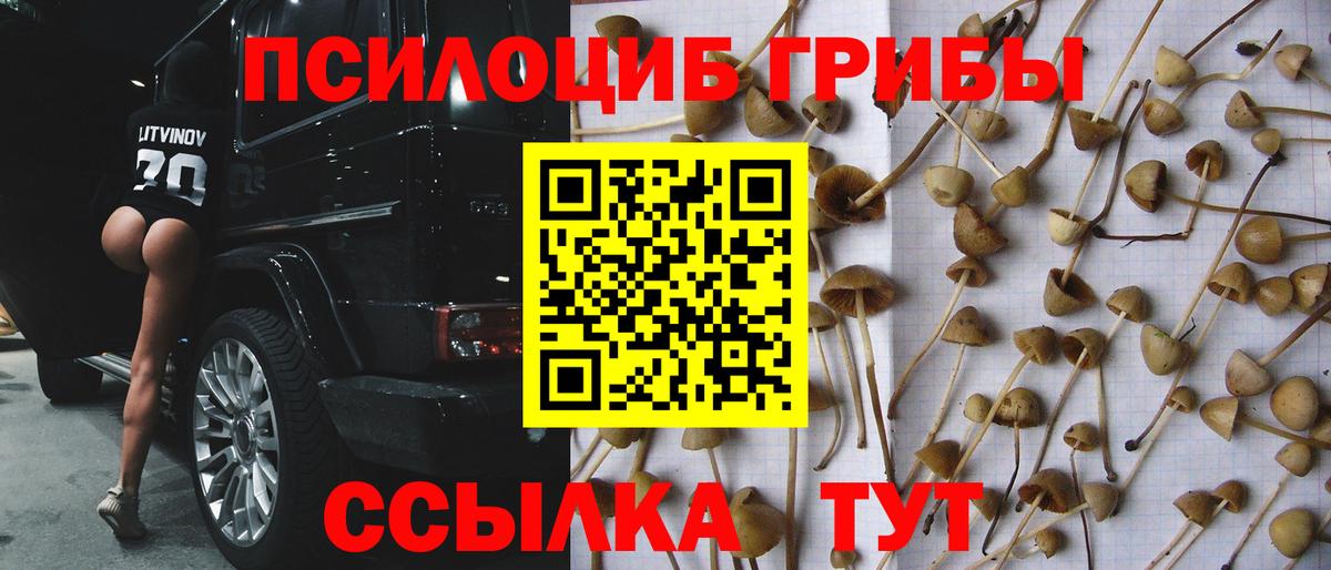 Псилоцибиновые грибы Psilocybine cubensis Новоалтайск